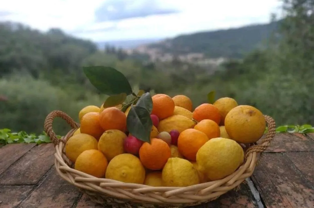 Lyxtält Una Yurta Fra Gli Ulivi E Il Mare Rapallo