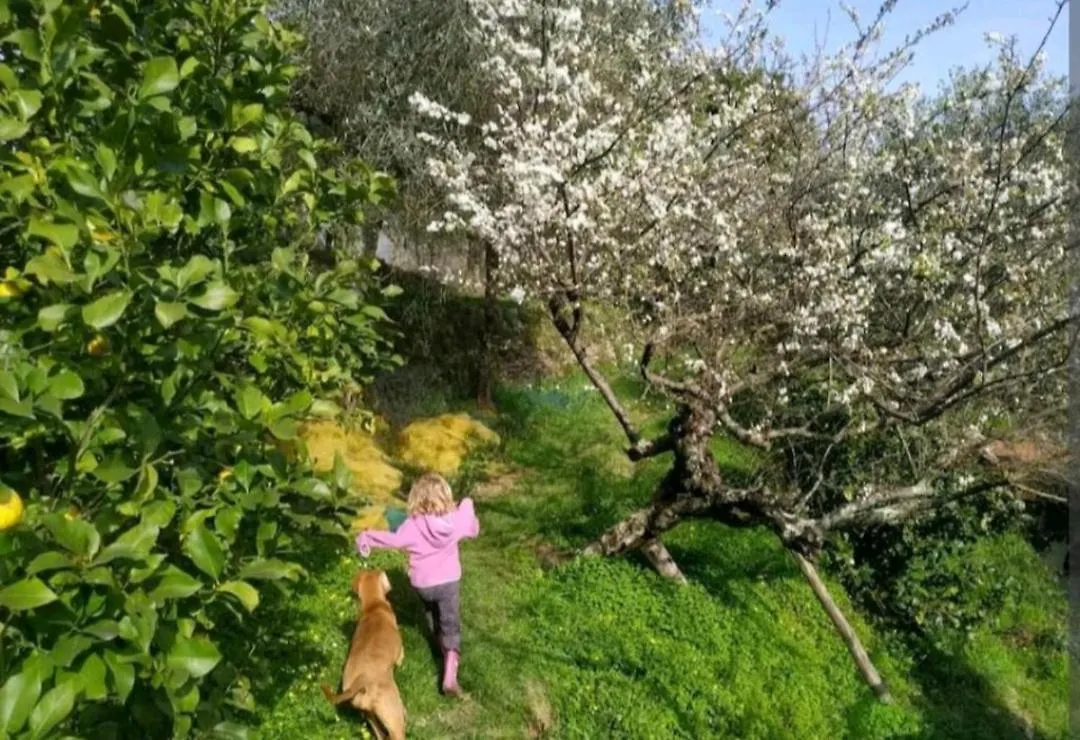 Una Yurta Fra Gli Ulivi E Il Mare Rapallo Lyxtält