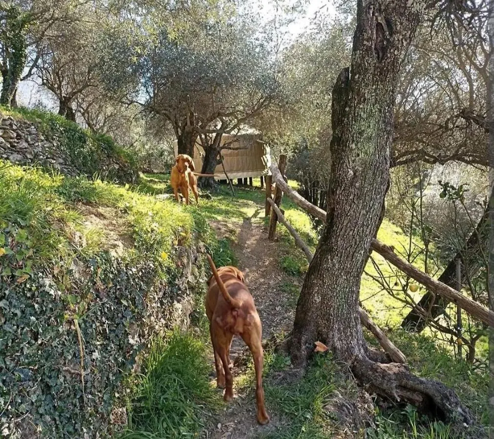 Lyxtält Una Yurta Fra Gli Ulivi E Il Mare Rapallo Italien