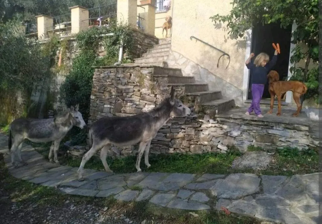 Una Yurta Fra Gli Ulivi E Il Mare Rapallo 0*,  Italien